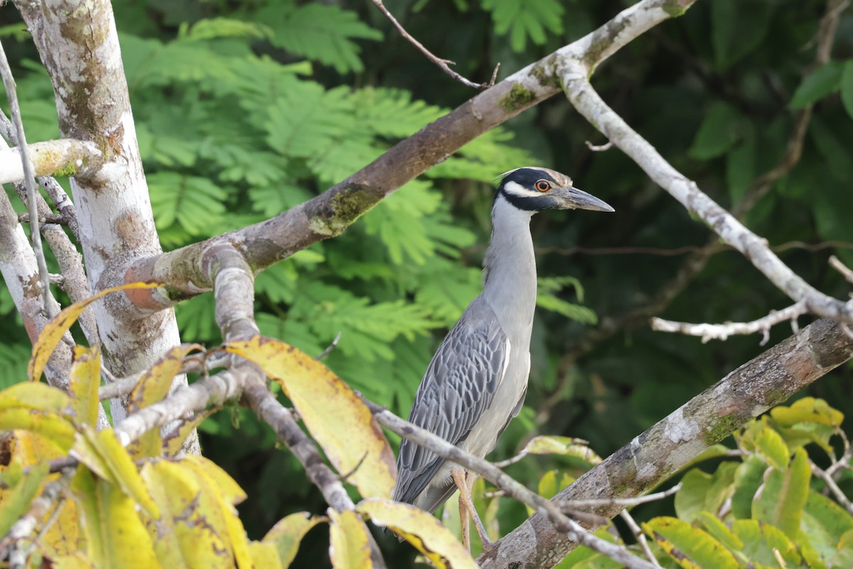 Yellow-crowned Night Heron - ML647322104
