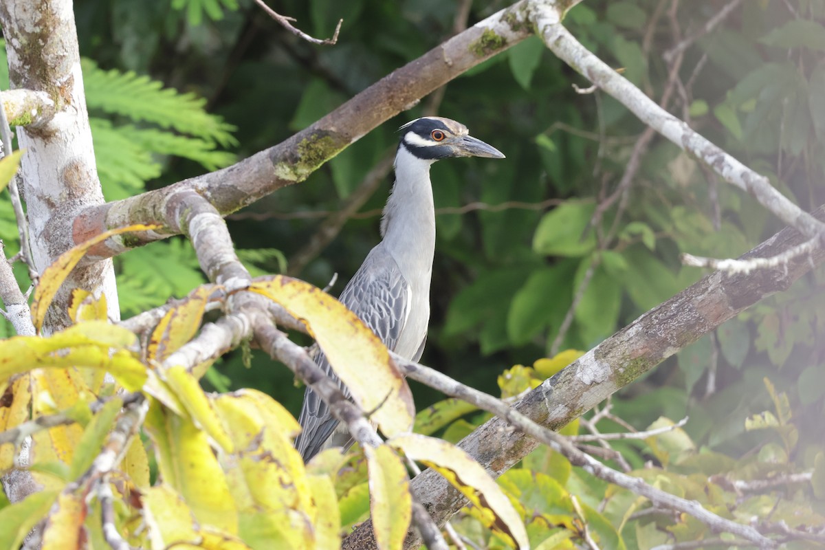 Yellow-crowned Night Heron - ML647322112