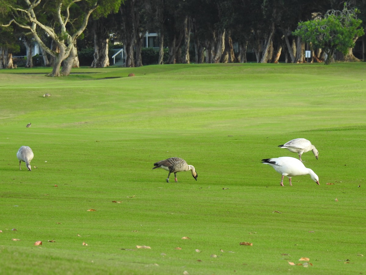 Hawaiian Goose - ML647322113