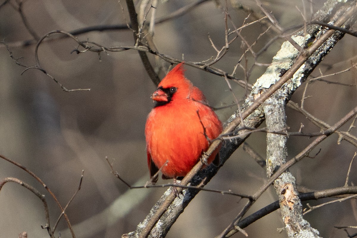 rødkardinal - ML647322114