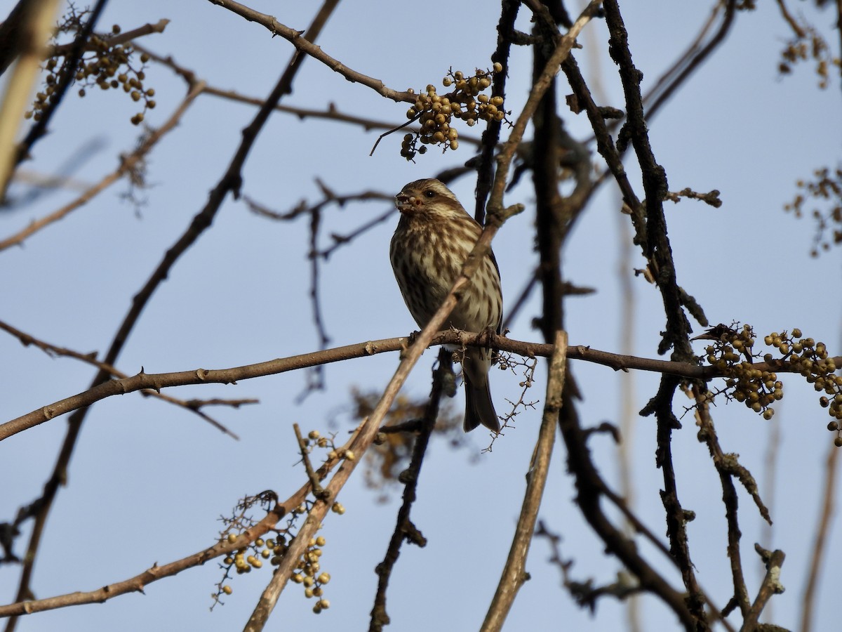 Purple Finch - ML647322120