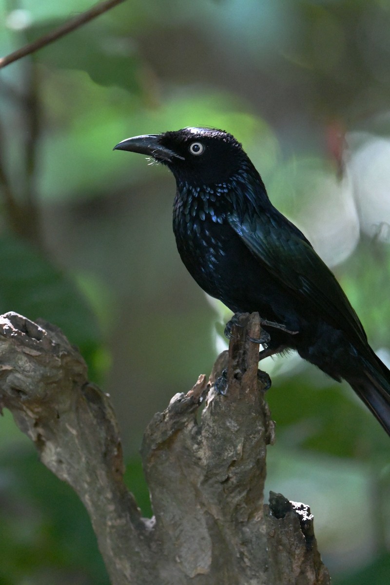 Hair-crested Drongo (Javan) - ML647322134