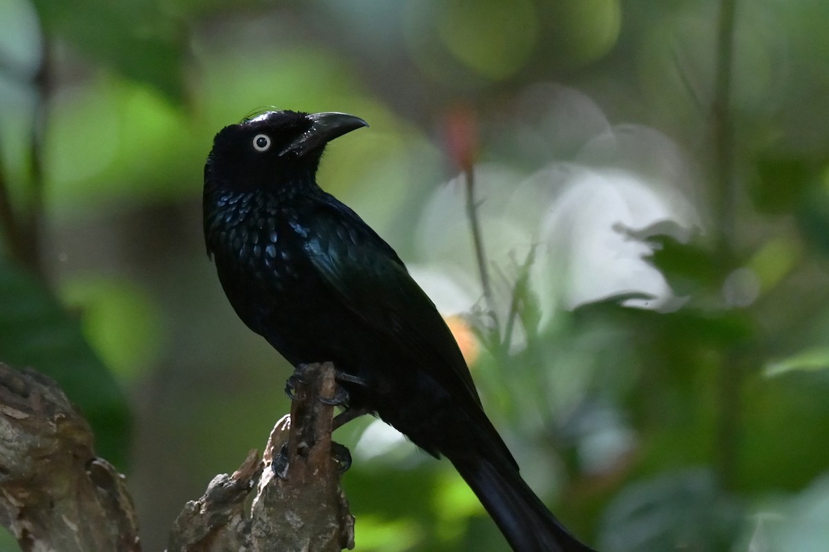 Hair-crested Drongo (Javan) - ML647322135
