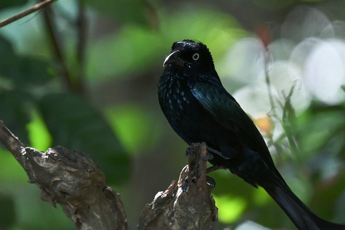 Hair-crested Drongo (Javan) - ML647322136