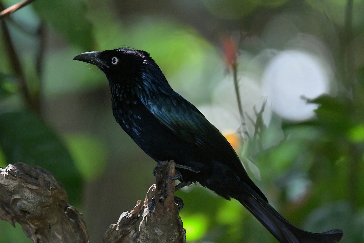 Hair-crested Drongo (Javan) - ML647322137