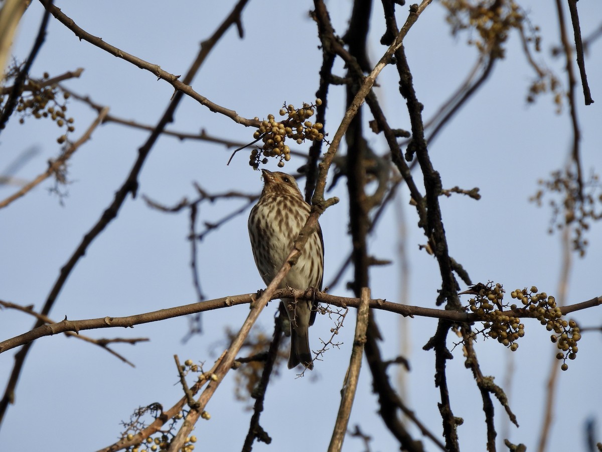 Purple Finch - ML647322138