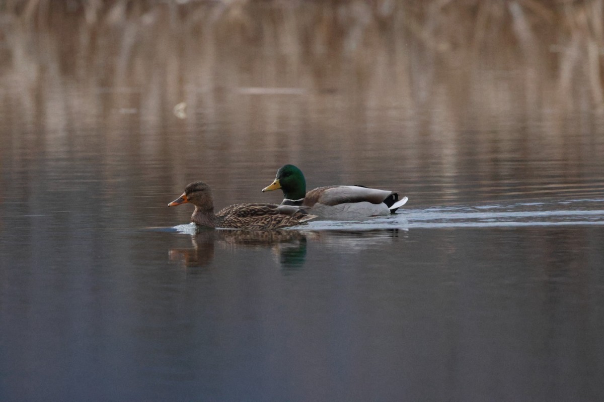 Mallard - ML647322139