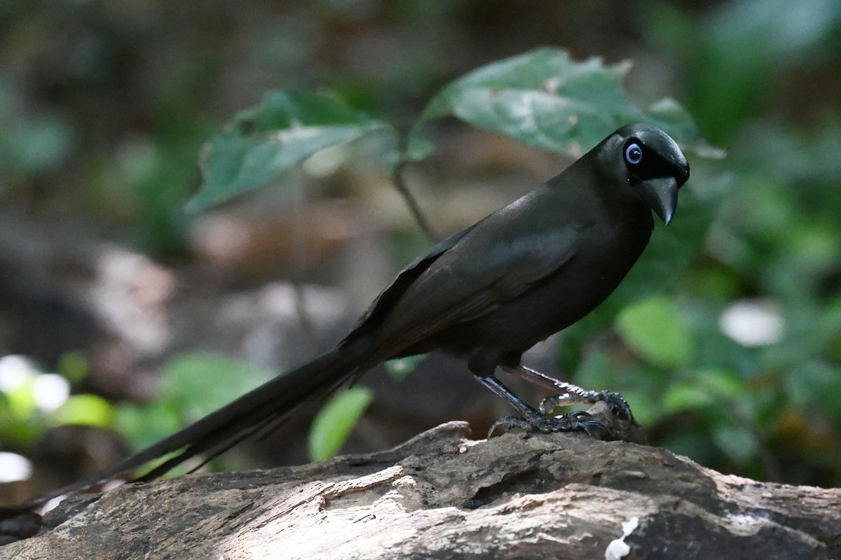 Racket-tailed Treepie - ML647322155