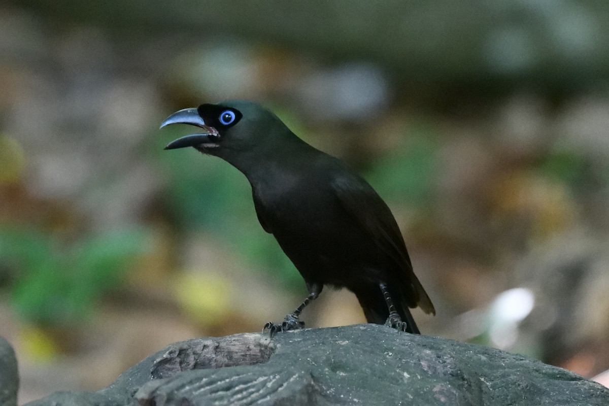 Racket-tailed Treepie - ML647322156