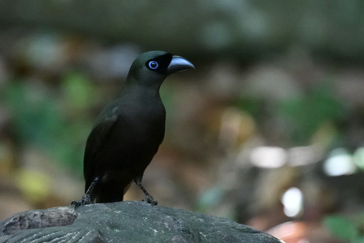Racket-tailed Treepie - ML647322157