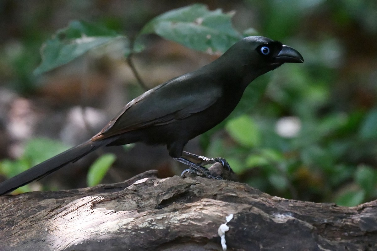 Racket-tailed Treepie - ML647322158