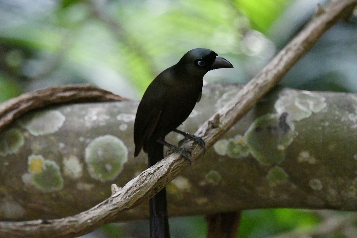 Racket-tailed Treepie - ML647322159