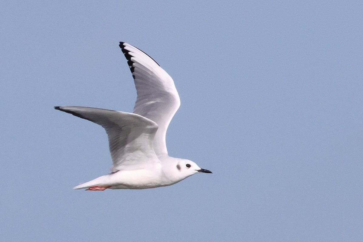 Bonaparte's Gull - ML647322160