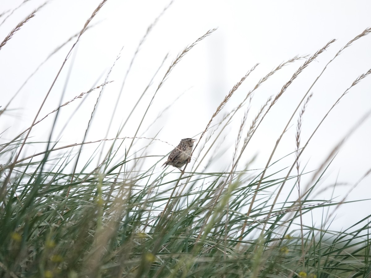 Troglodyte de Latham - ML647322162