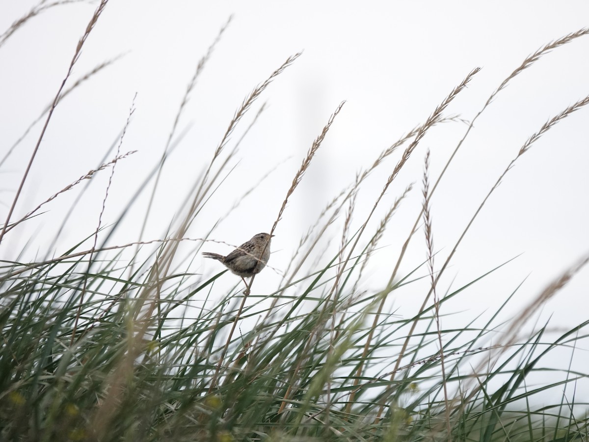 Troglodyte de Latham - ML647322163