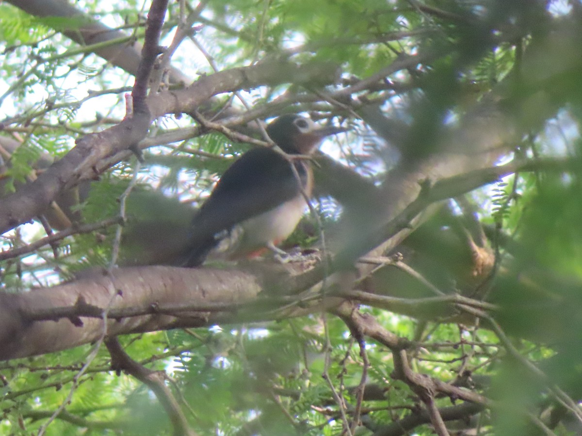 Porto Riko Ağaçkakanı - ML647322164