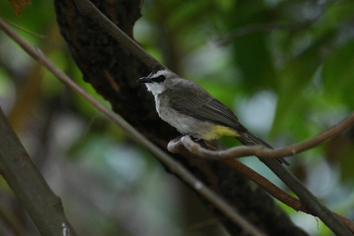 Yellow-vented Bulbul (Sunda) - ML647322168