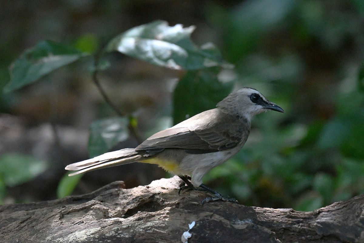 Yellow-vented Bulbul (Sunda) - ML647322169