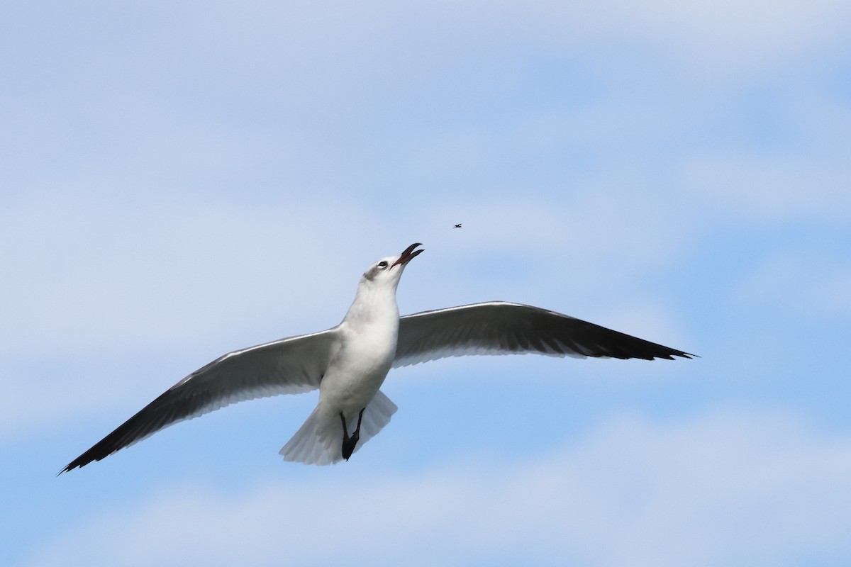 Laughing Gull - ML647322170