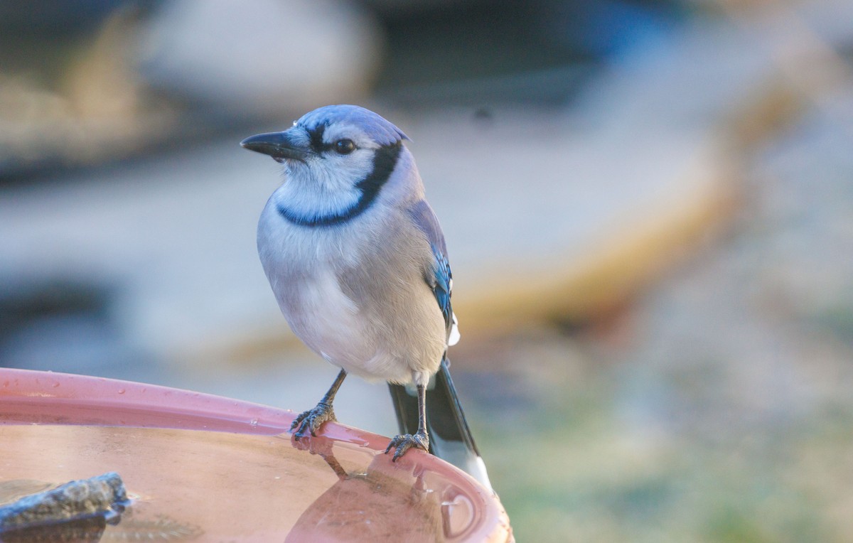 Mavi Karga - ML647322187