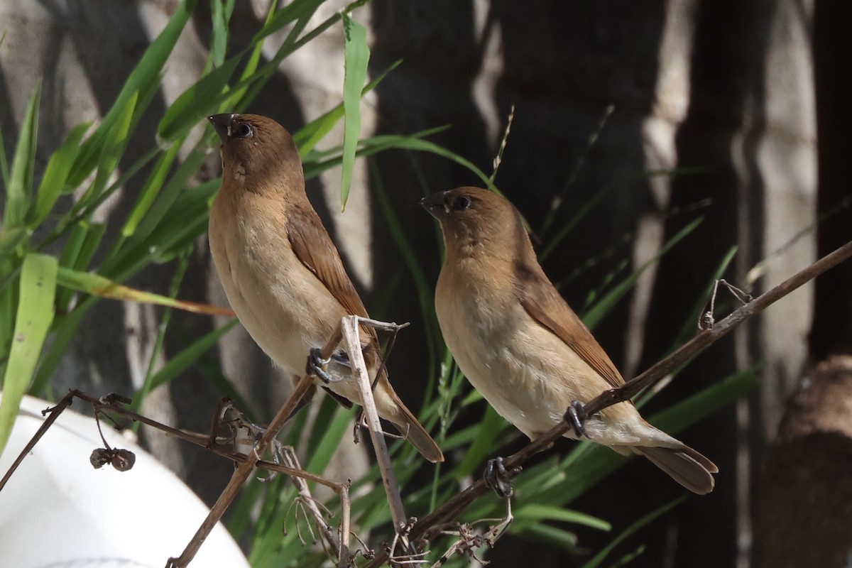 Pullu Munya - ML647322188