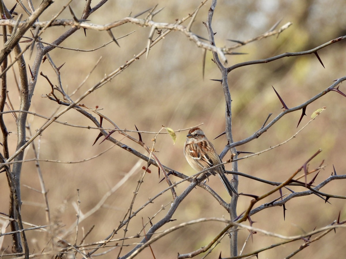 Hudson Körfezi Serçesi - ML647322190