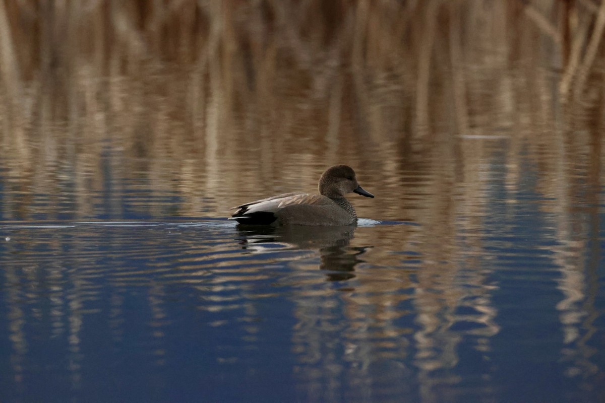 Boz Ördek - ML647322191