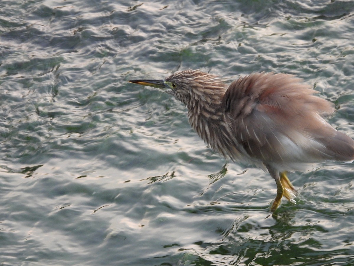 Indian Pond-Heron - ML647322192
