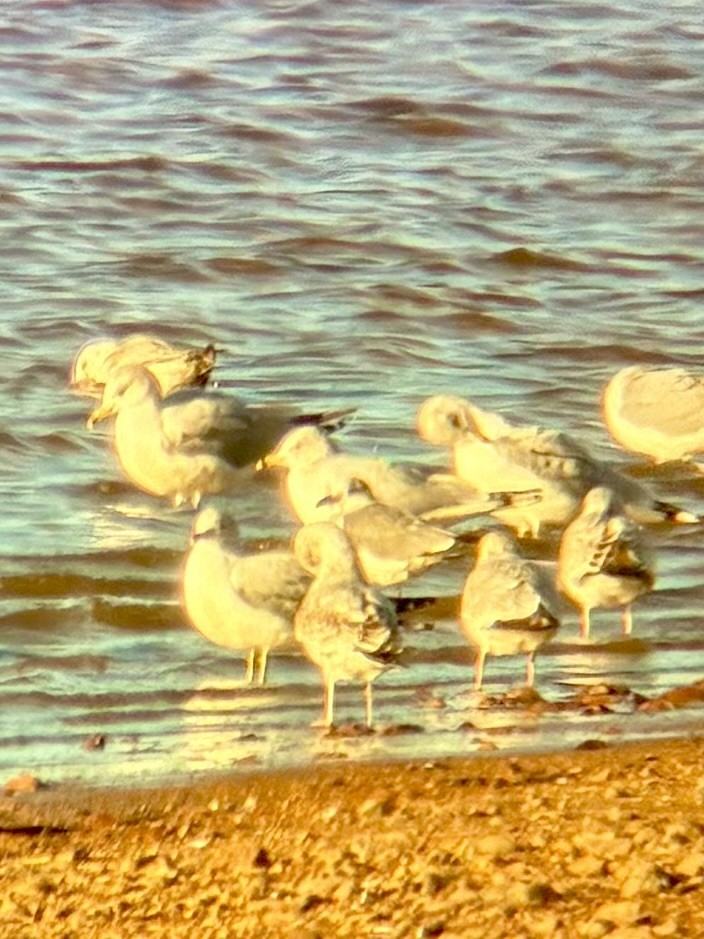 Gülen Martı - ML647322193