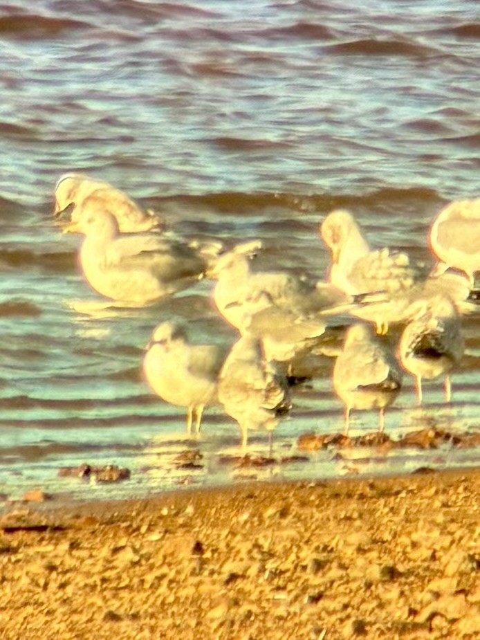 Gülen Martı - ML647322194