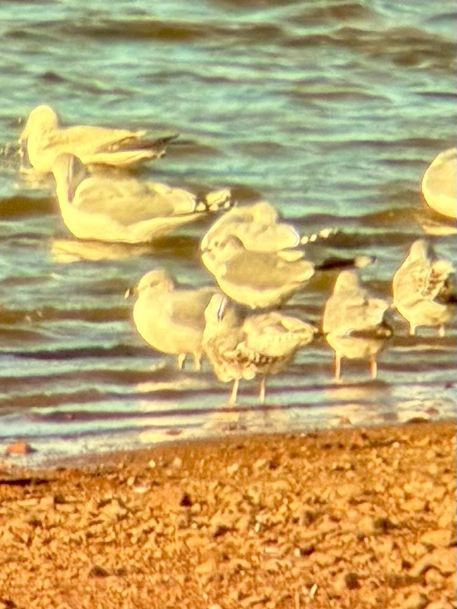 Gülen Martı - ML647322195