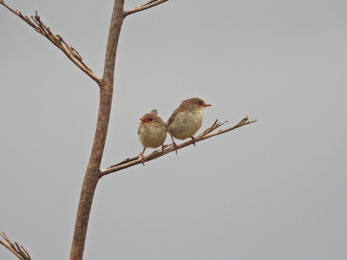 Muhteşem Peribülbülü - ML647322196