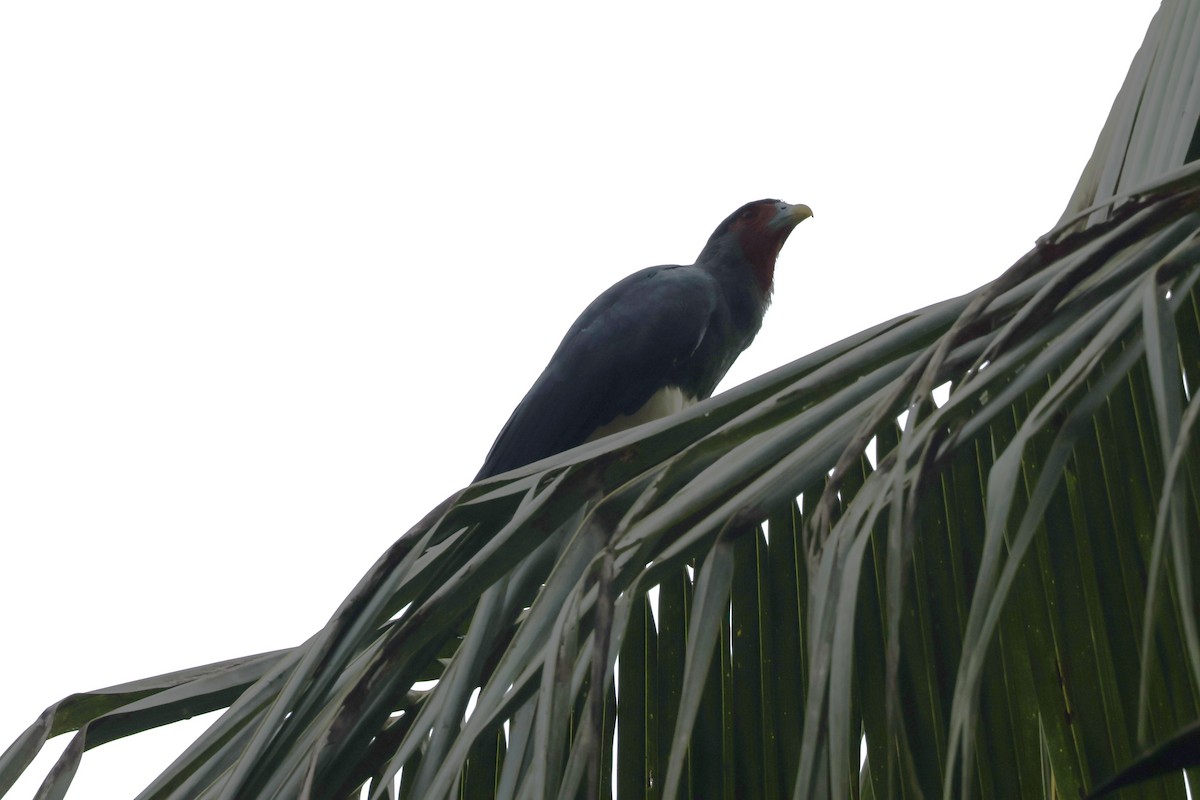 Kırmızı Boğazlı Karakara - ML647322197