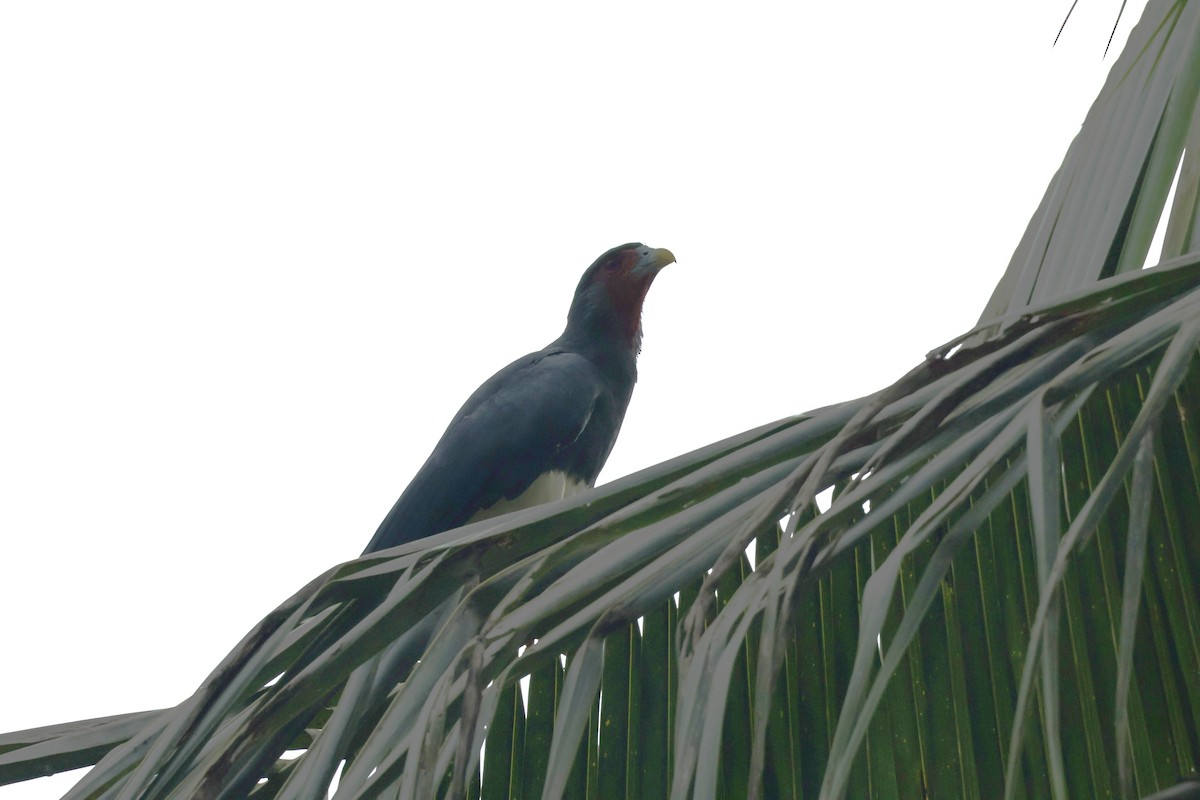 Kırmızı Boğazlı Karakara - ML647322198