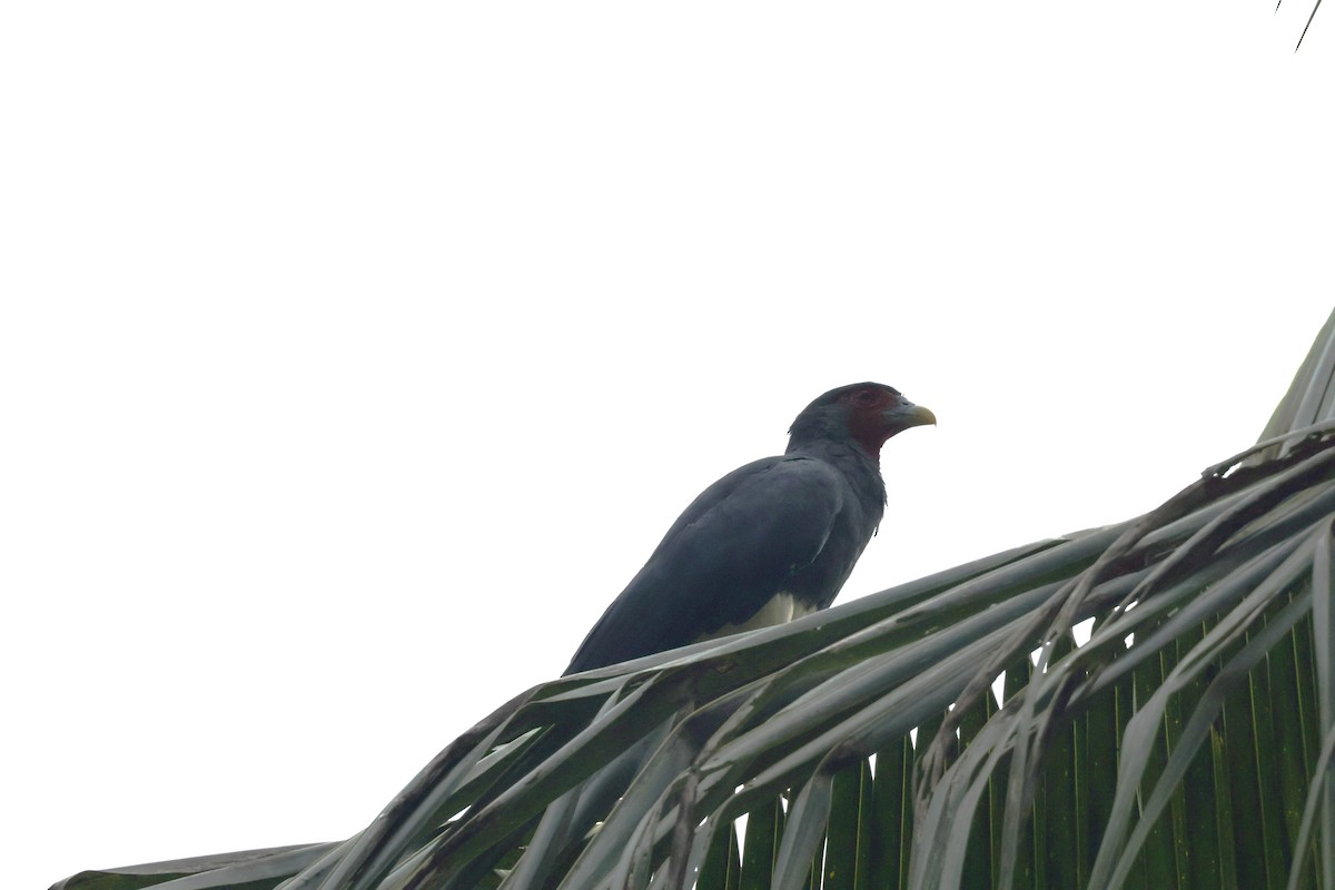 Kırmızı Boğazlı Karakara - ML647322199