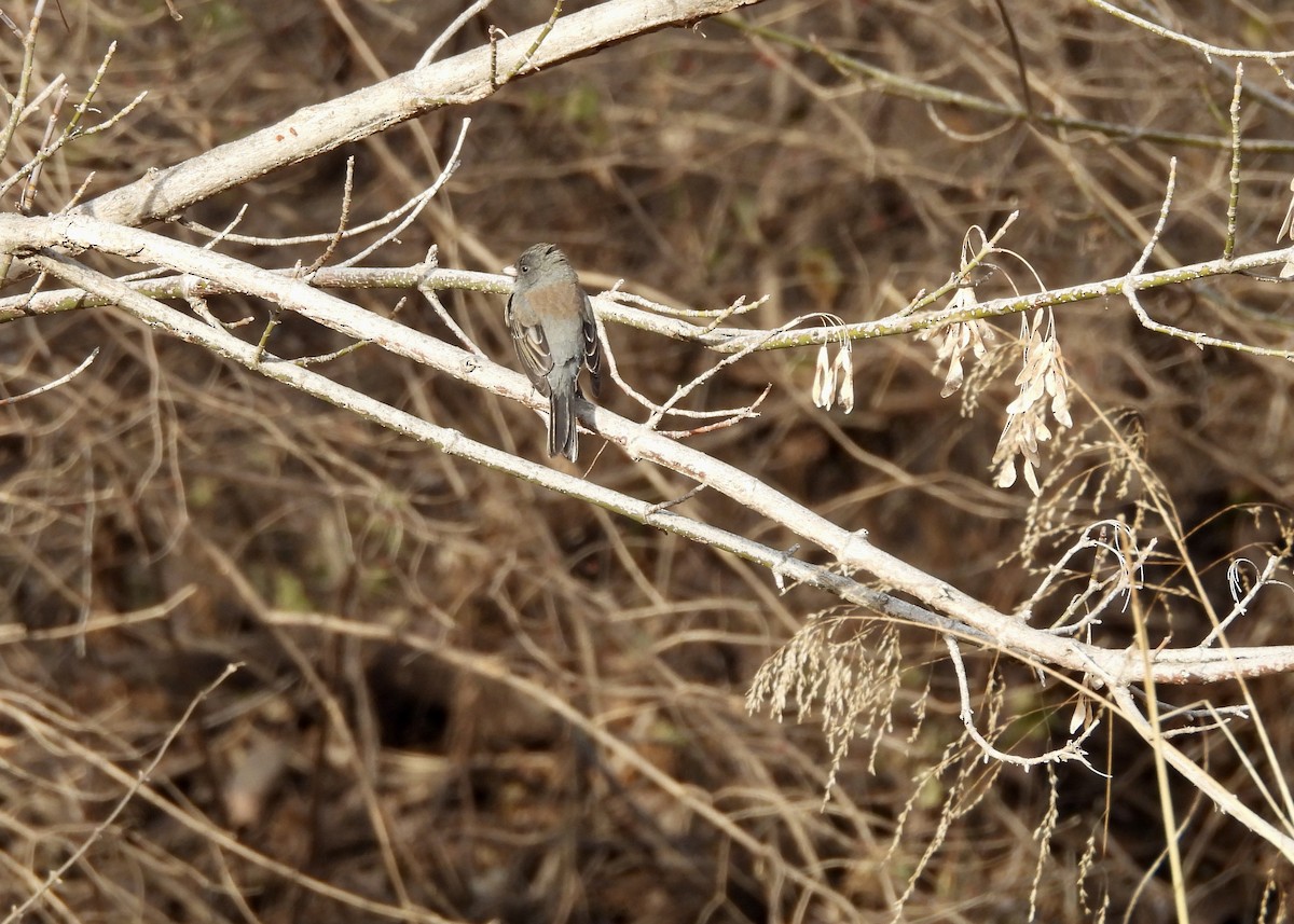 Kara Gözlü Junko - ML647322200