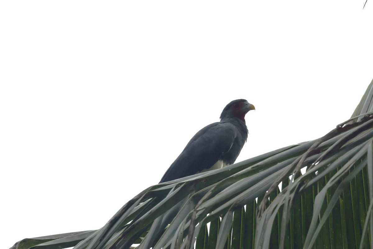 Kırmızı Boğazlı Karakara - ML647322201