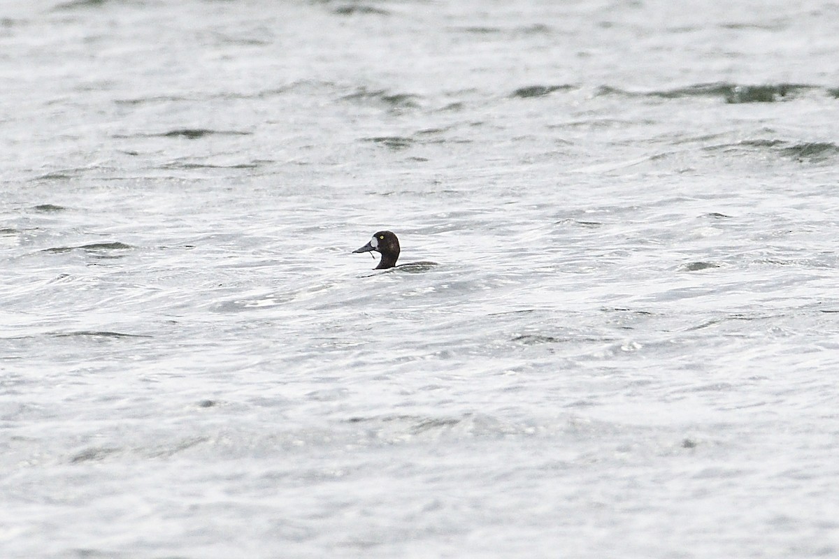 Karabaş Patka - ML647322202