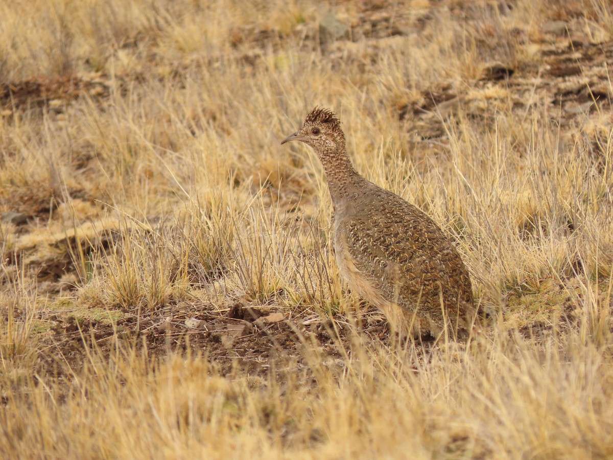 Çil Tinamusu - ML647322204