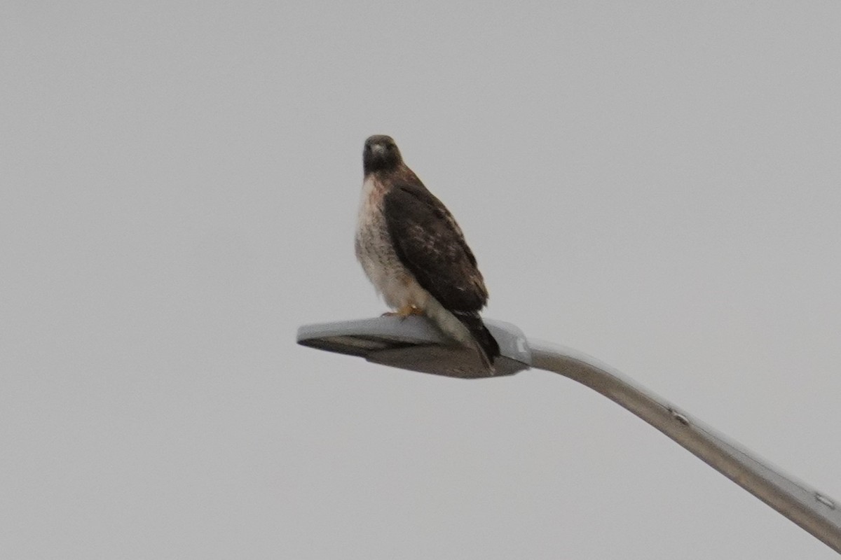 Kızıl Kuyruklu Şahin - ML647322205