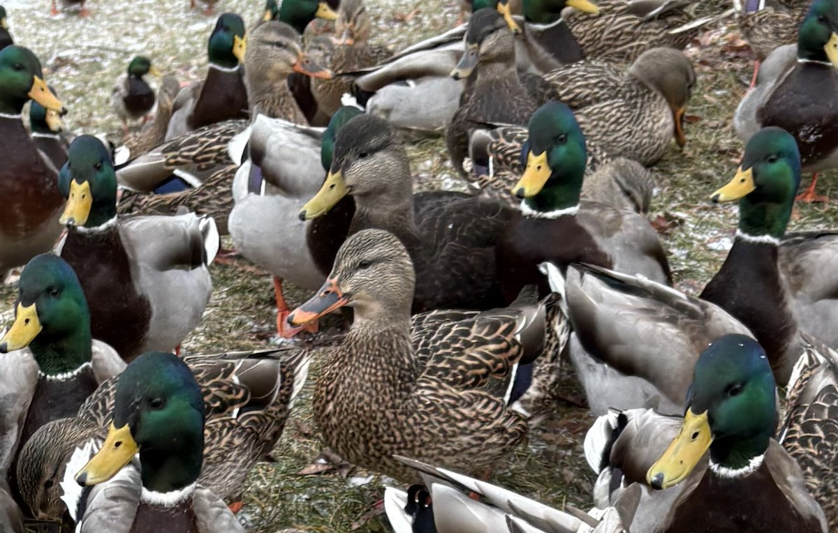 Esmer Ördek - ML647322206