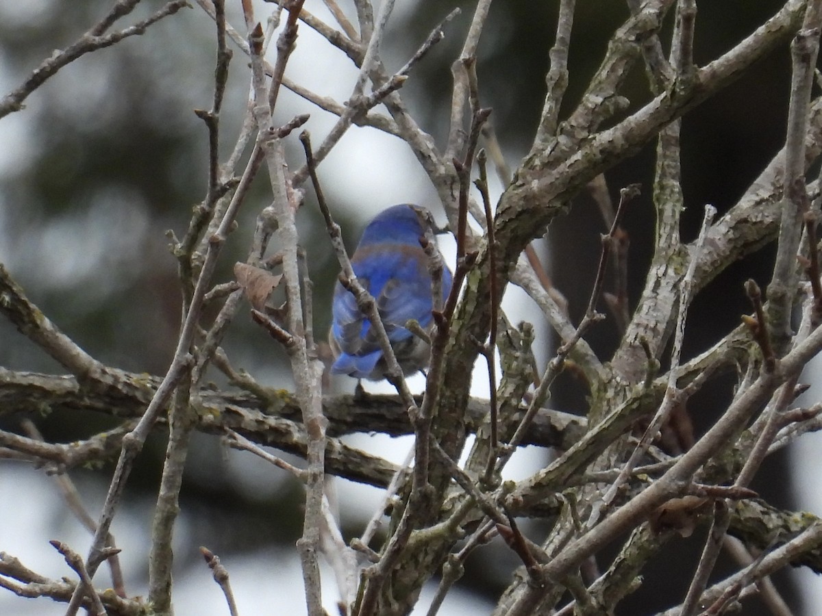 Batılı Mavi Ardıç - ML647322207