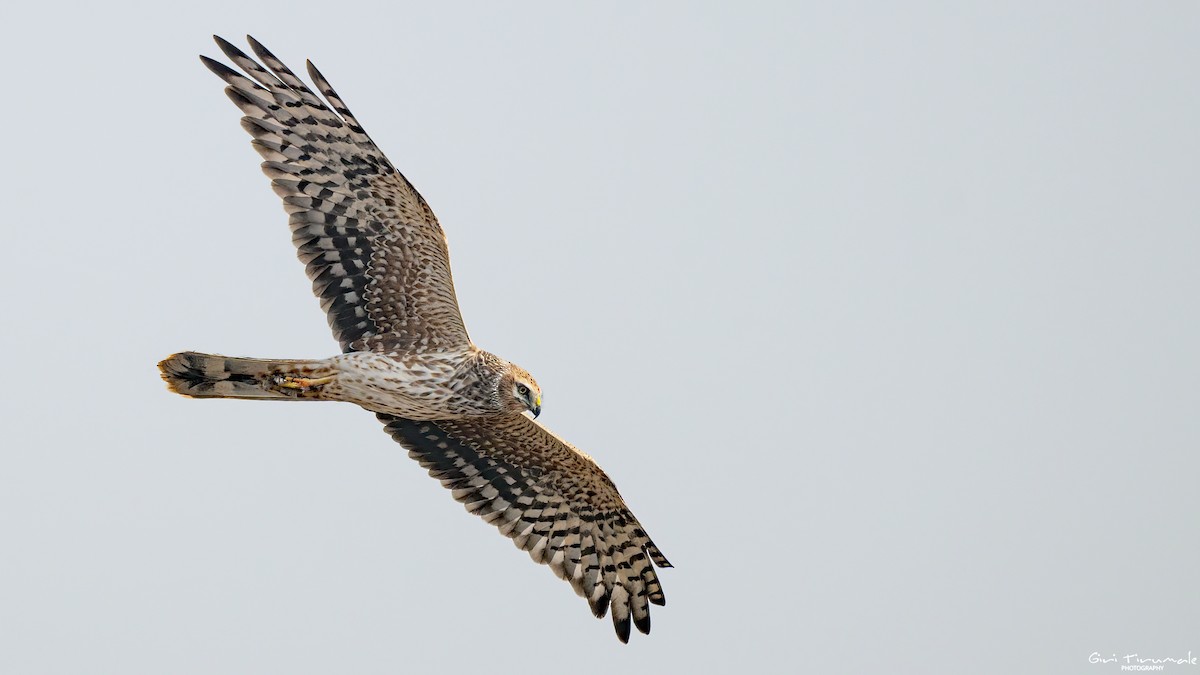 Bozkır Delicesi - ML647322208