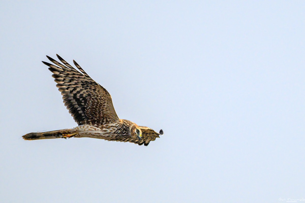 Bozkır Delicesi - ML647322209