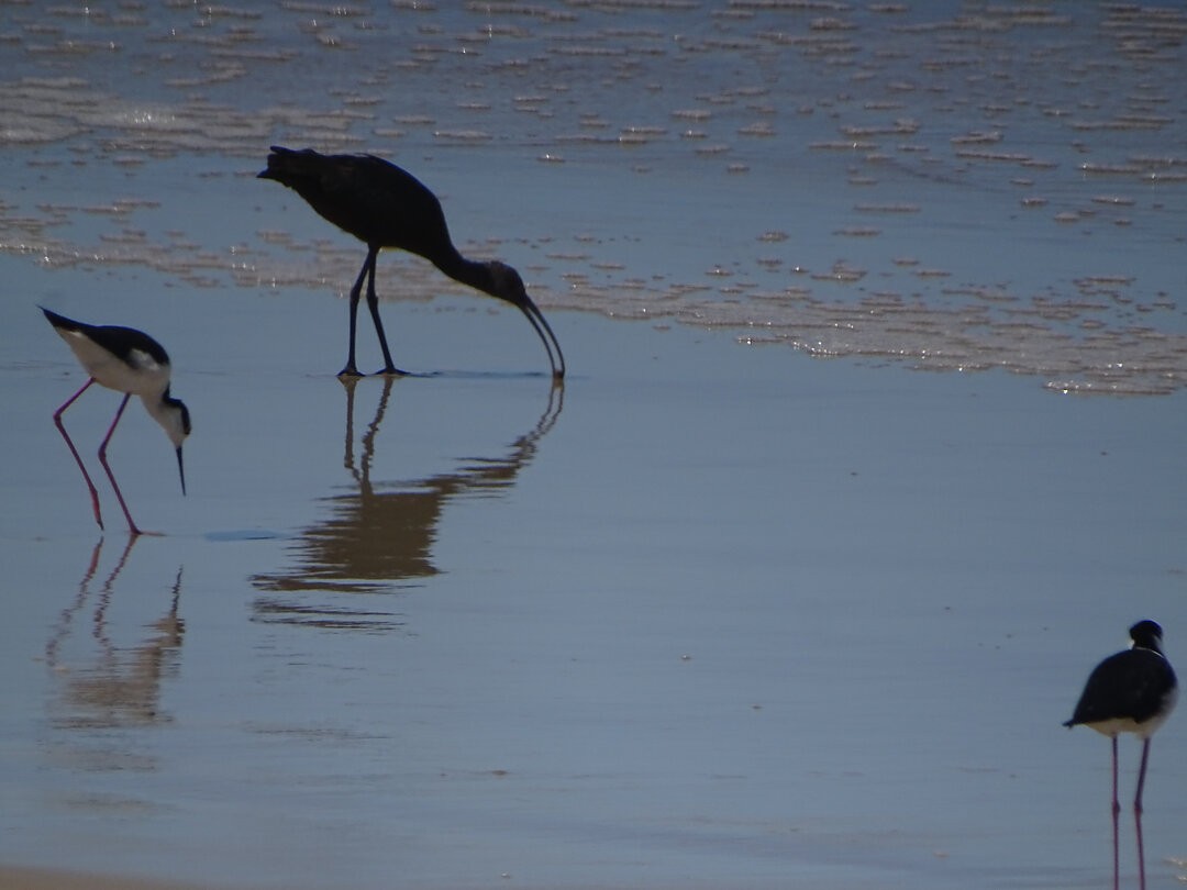 Ak Yüzlü Çeltikçi - ML647322211