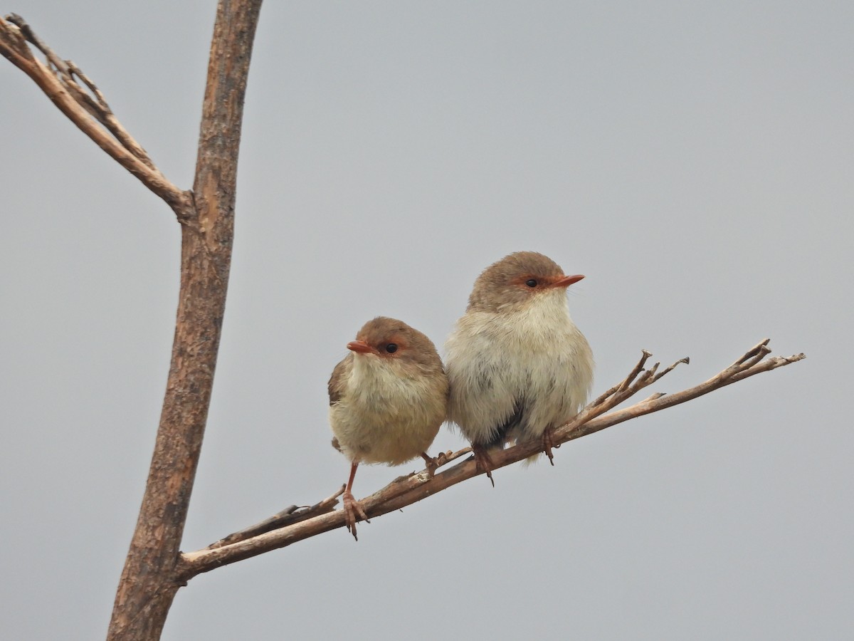 Muhteşem Peribülbülü - ML647322212