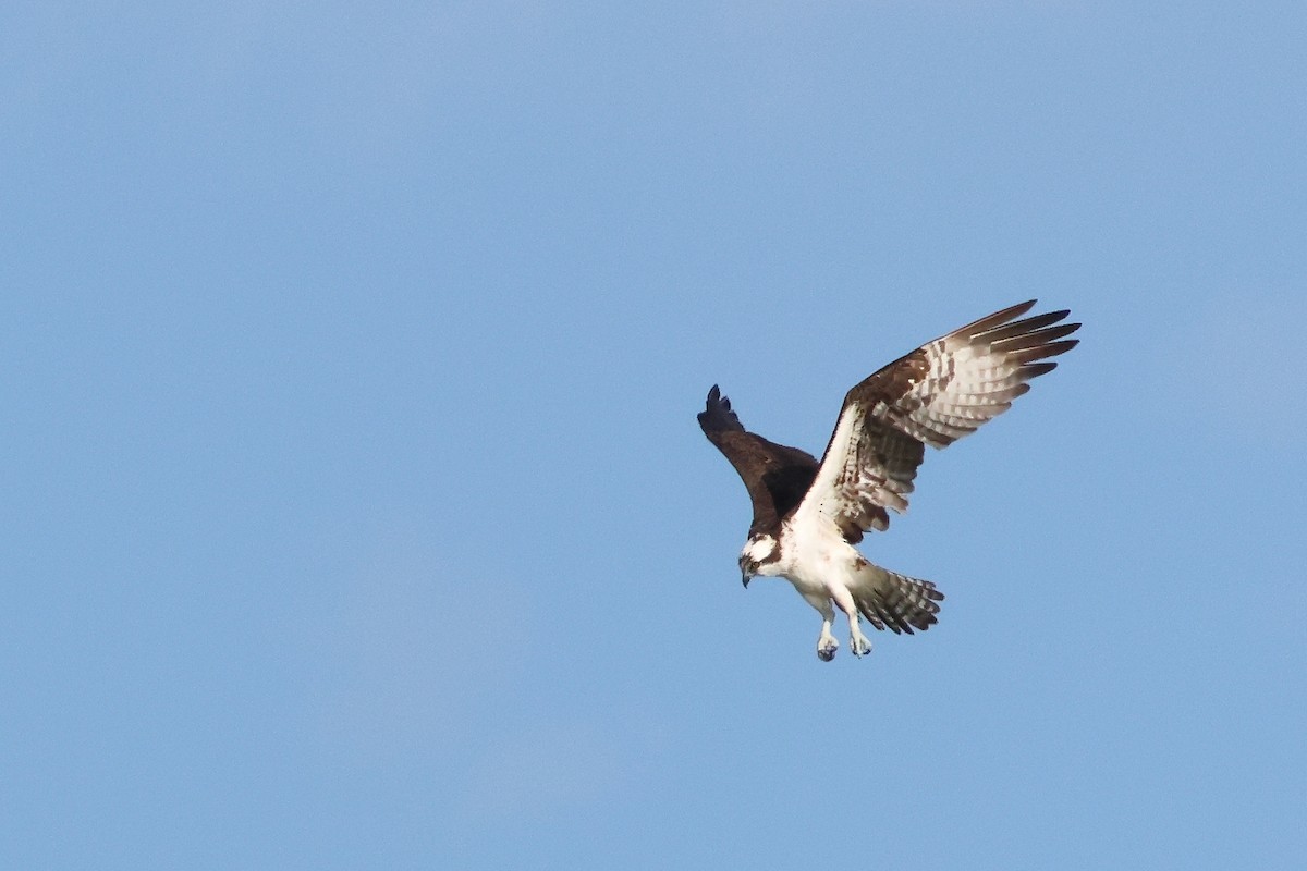 Balık Kartalı - ML647322213