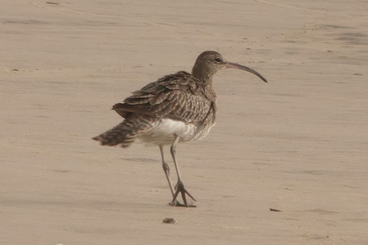 Sürmeli Kervançulluğu - ML647322214