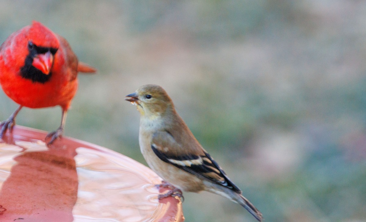 Altın İskete - ML647322215