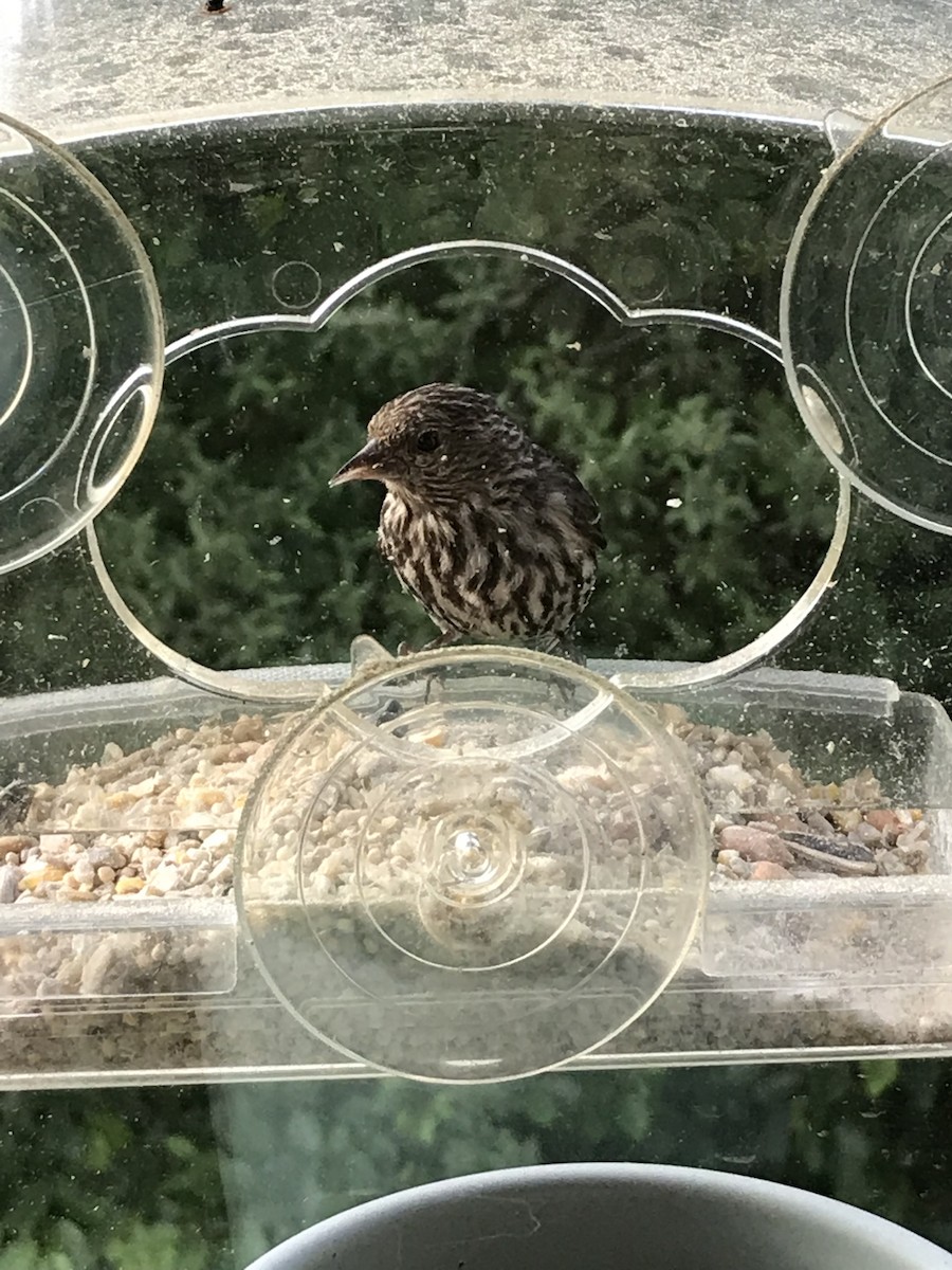 Çam İsketesi - ML647322216